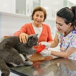 Fracture chez le chat